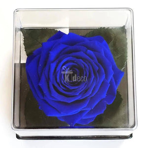 Trandafir Criogenat albastru Ø7-8cm in cutie cadou 10x10x11cm - Kdeco.ro