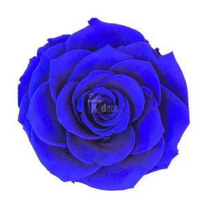 Trandafir Criogenat bella albastru Ø8cm in cupola 12x25cm - Kdeco.ro