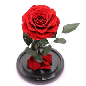 Trandafir Criogenat bella rosu Ø8cm in cupola 12x25cm - Kdeco.ro