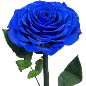 Trandafir Criogenat bonita albastru Ø9,5cm in cupola 15x25cm - Kdeco.ro