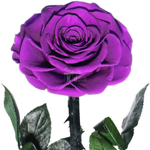Trandafir Criogenat bonita purpuriu Ø9,5cm in cupola 12x25cm - Kdeco.ro