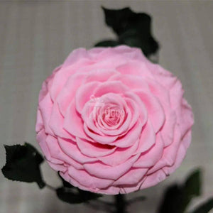 Trandafir Criogenat Bonita roz Ø9,5cm in cupola 15x25cm - Kdeco.ro