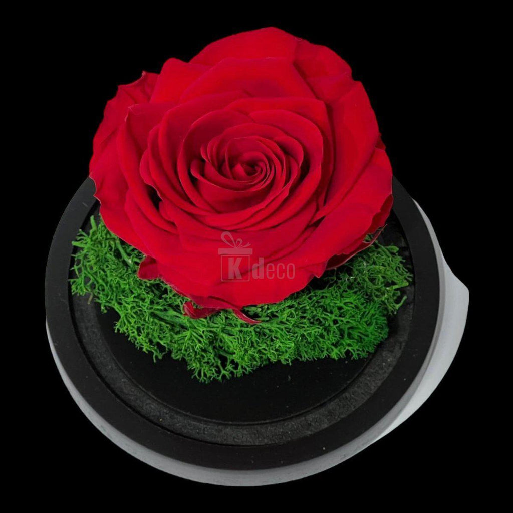 Trandafir Criogenat Premium Rosu in Cupola de Sticla - 25 de Ani de Prospetime - Kdeco.ro