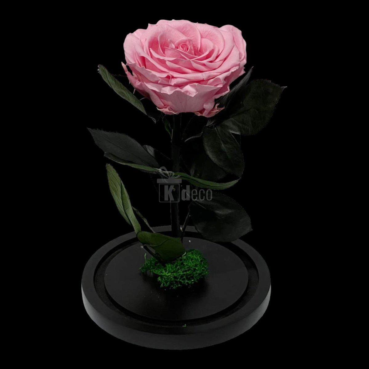 Trandafir Criogenat Elegant Roz Deschis pe suport negru, ideal pentru cadouri romantice și decor elegant, categorie trandafiri criogenati top sales.