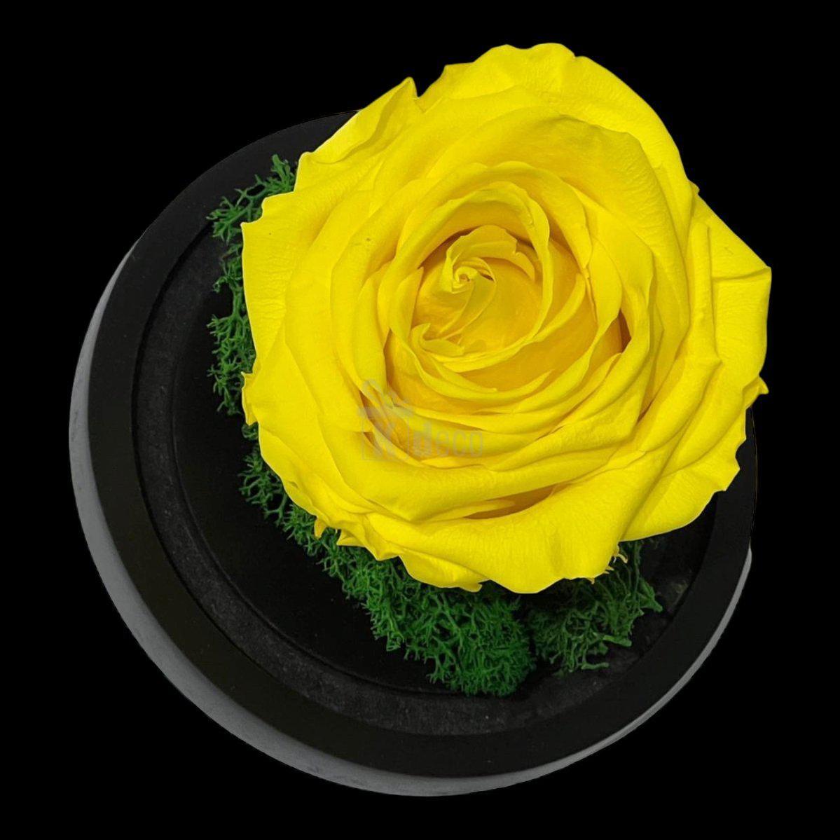 Trandafir Criogenat Nemuritor Premium Galben - 8cm, Cupola de Sticlă - Kdeco.ro