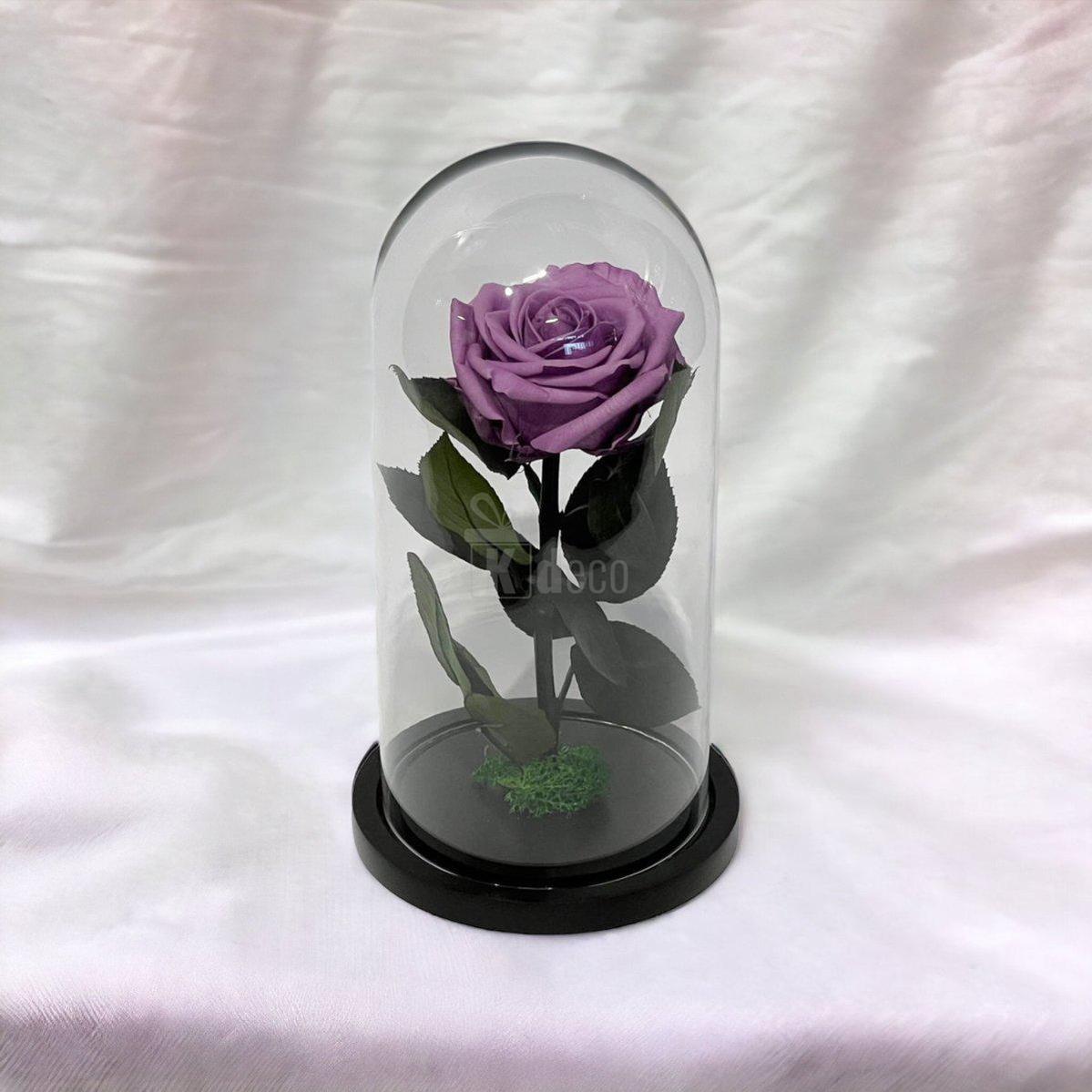 Trandafir Criogenat Etern Lila în cupolă de sticlă pe fundal alb, un cadou nemuritor pentru femei speciale și ocazii festive.