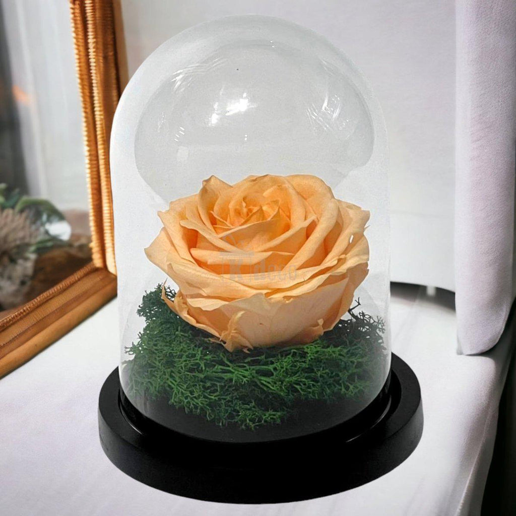 Trandafir Criogenat Nemuritor Premium Piersică în Cupolă de Sticlă - Kdeco.ro
