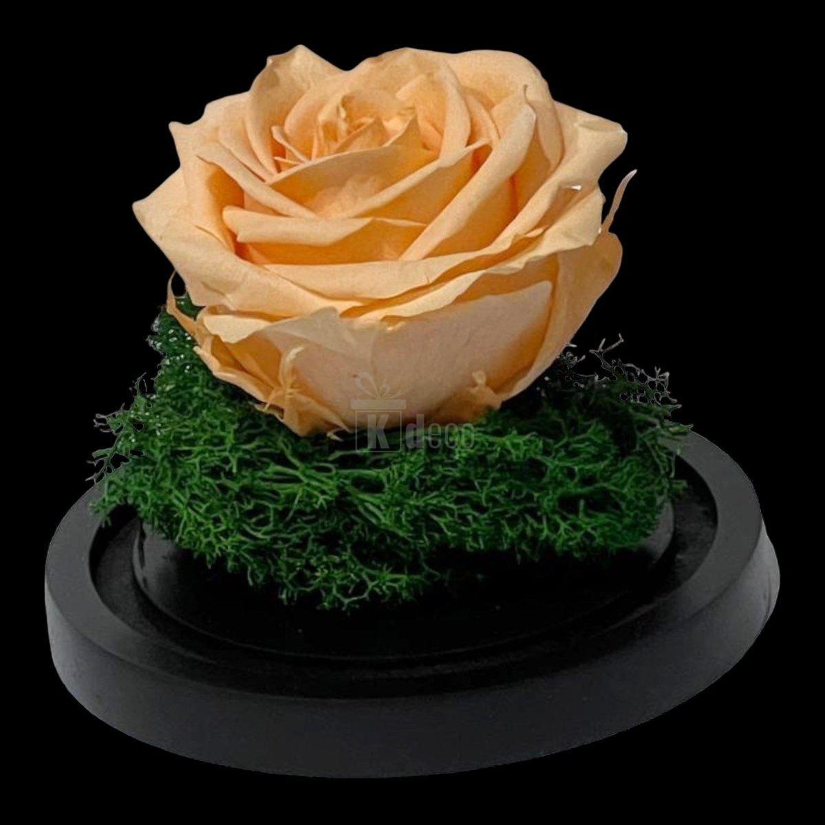 Trandafir Criogenat Nemuritor Premium Piersică în Cupolă de Sticlă - Kdeco.ro