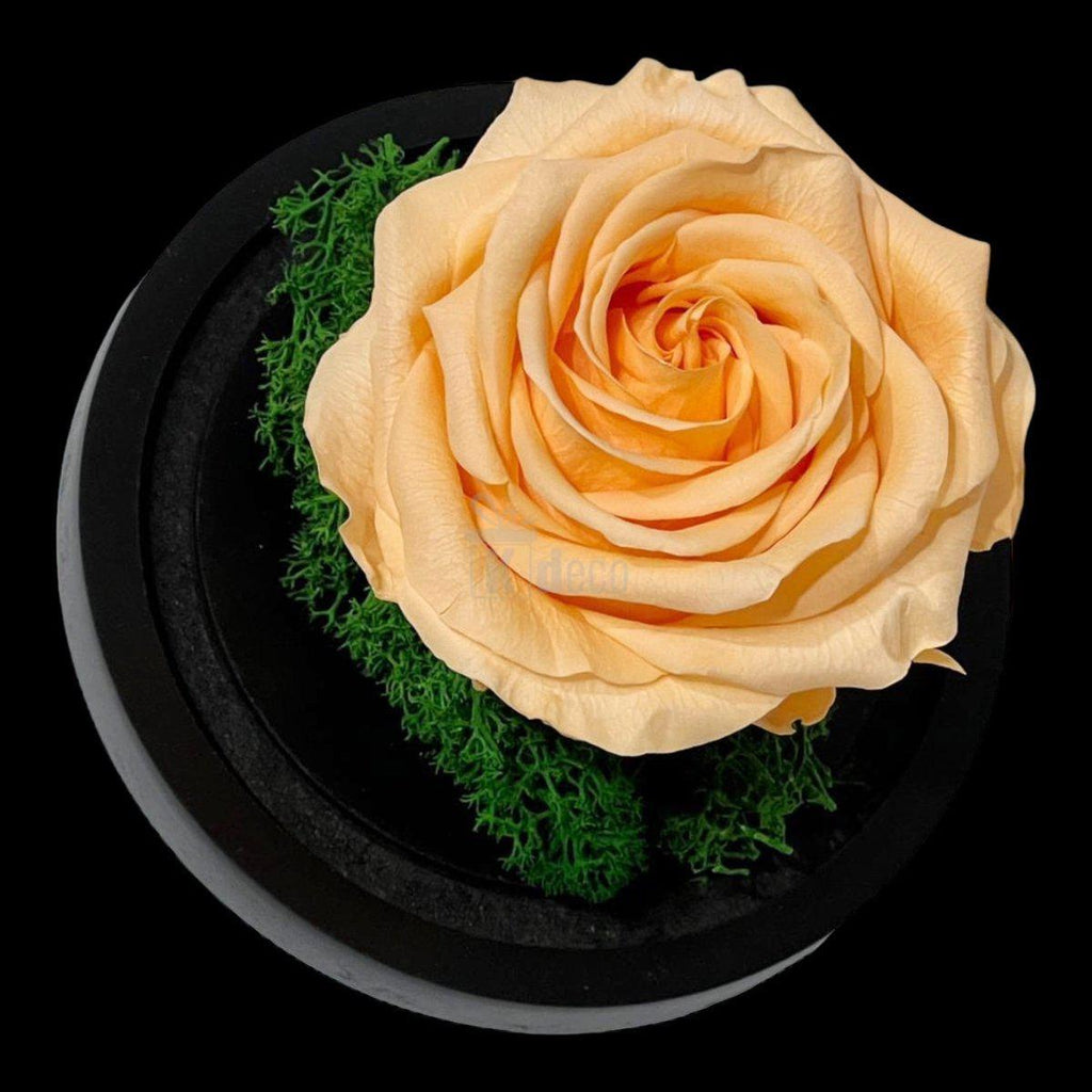 Trandafir Criogenat Nemuritor Premium Piersică în Cupolă de Sticlă - Kdeco.ro