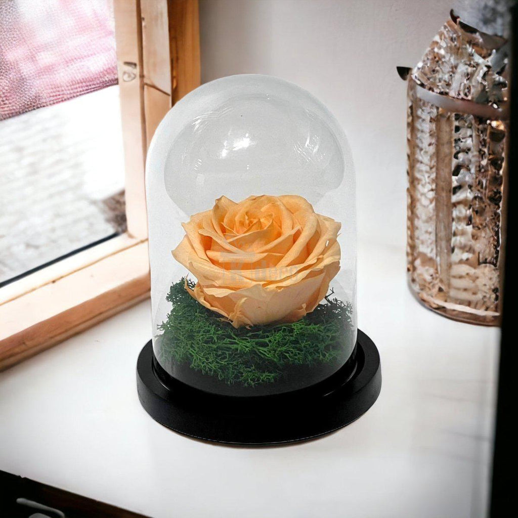Trandafir Criogenat Nemuritor Premium Piersică în Cupolă de Sticlă - Kdeco.ro