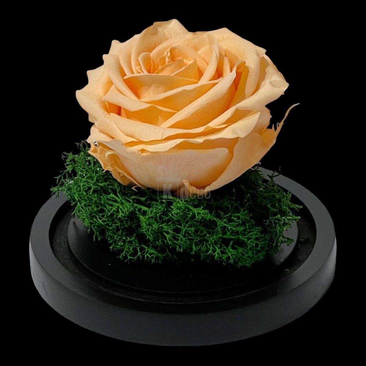 Trandafir Criogenat Nemuritor Premium Piersică în Cupolă de Sticlă - Kdeco.ro