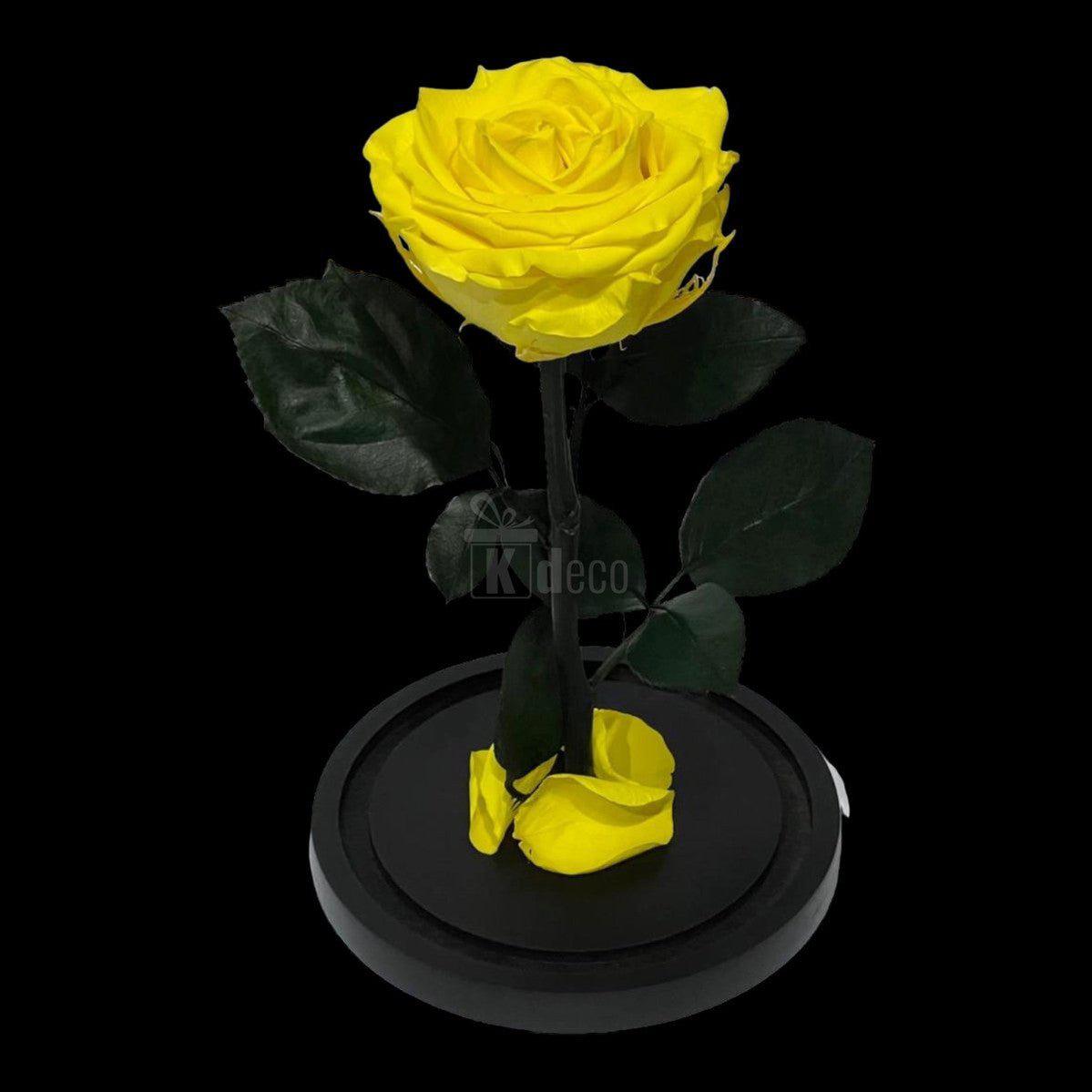Trandafir Criogenat Galben Excepțional XXL pe suport negru, ideal pentru cadouri elegante și aranjamente florale nemuritoare.