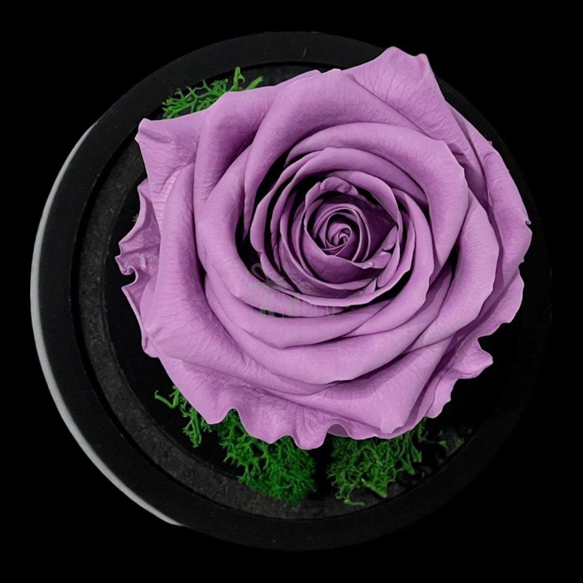 Trandafir Criogenat Premium Lila în Cupolă de Sticlă, 8cm, Personalizabil - Kdeco.ro