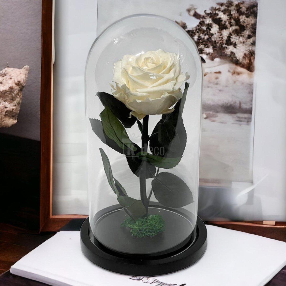 Trandafir Criogenat Nemuritor Premium Alb Sampanie sub cupolă de sticlă, 8cm, decor de lux pentru cadouri personalizate cu mesaj.