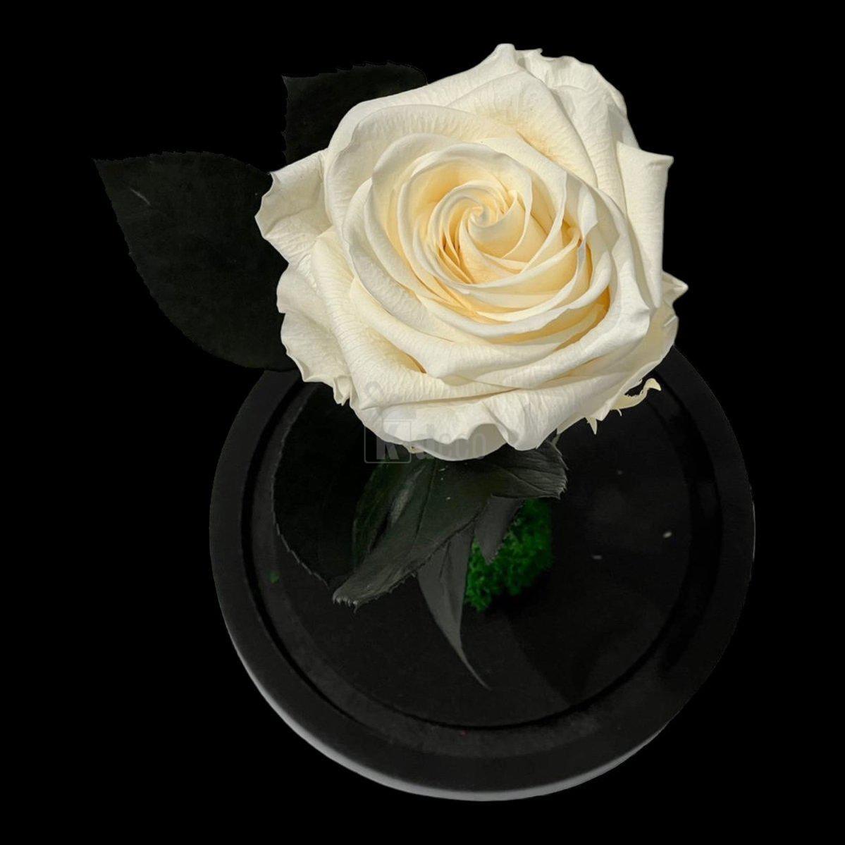 Detaliu trandafir criogenat alb șampanie, floare nemuritoare premium, perfectă pentru aranjamente florale deosebite și cadouri speciale.