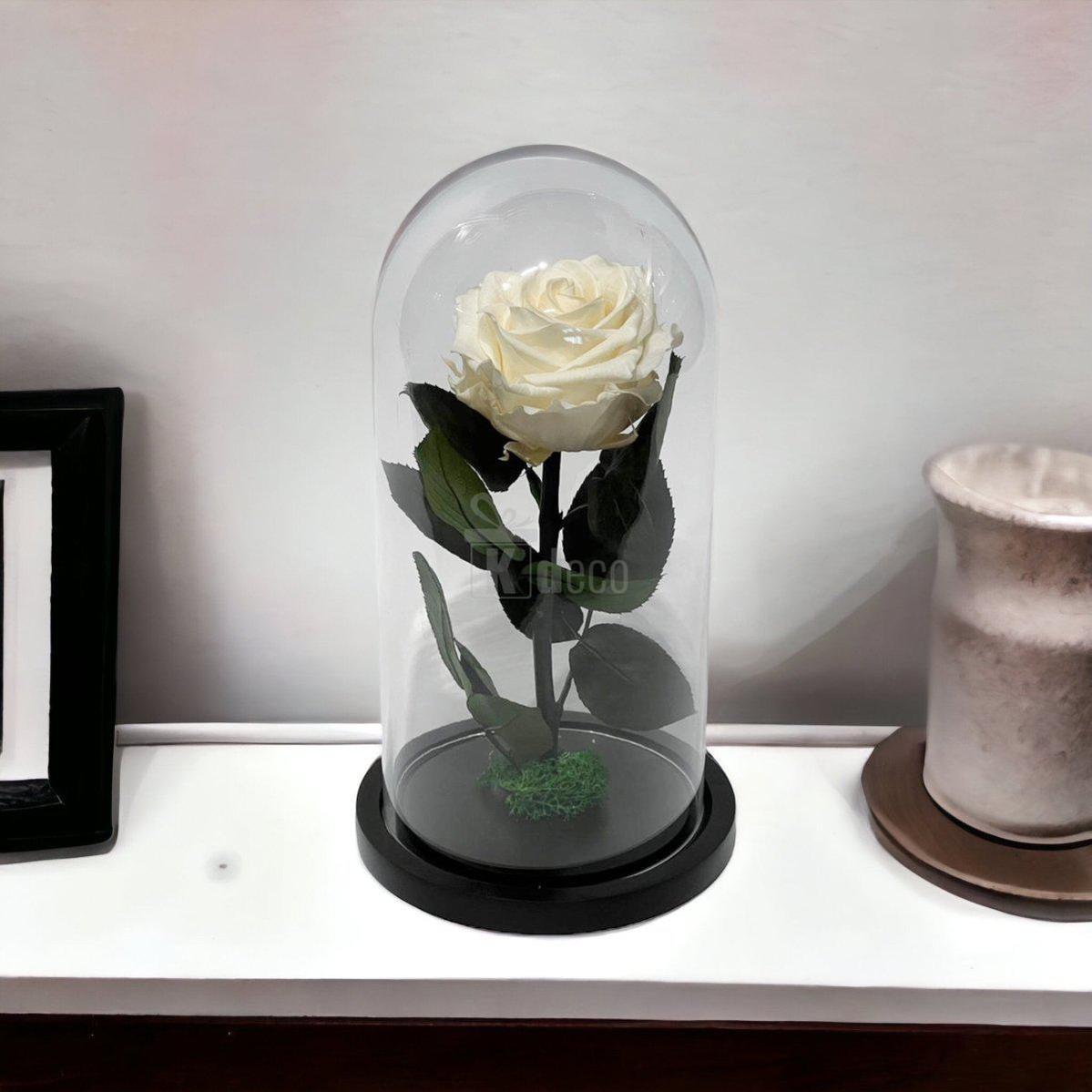 Trandafir Criogenat Alb Sampanie sub cupolă de sticlă, expus pe raft, decor elegant și cadou ideal pentru femei de ziua lor.