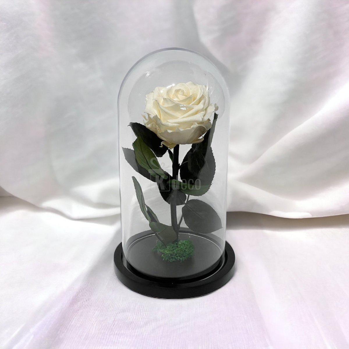 Trandafir Criogenat Premium Alb Sampanie sub cupolă de sticlă, 8cm, prezentat pe fundal alb, simbol al iubirii eterne și rafinamentului.