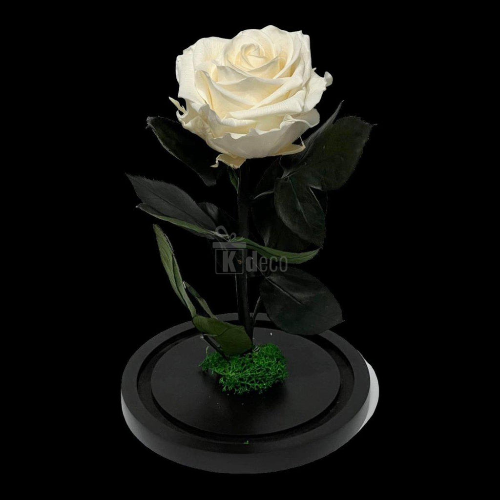 Trandafir Criogenat Nemuritor Premium Alb Sampanie pe suport negru, fără cupolă, ideal pentru cadouri elegante și decor romantic.