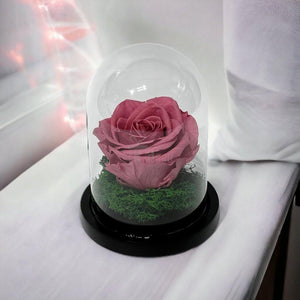 Trandafir Criogenat Nemuritor Premium Mov Pudrat, Cupola de Sticla, 25 Ani Rezistenta - Kdeco.ro