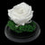 Trandafir Criogenat Premium Alb in Cupola de Sticla - 8cm Diametru, 10x15cm, Blat Lemn - Kdeco.ro