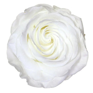 Trandafir Criogenat premium alb Ø8cm in cupola sticla 12x25cm - Kdeco.ro
