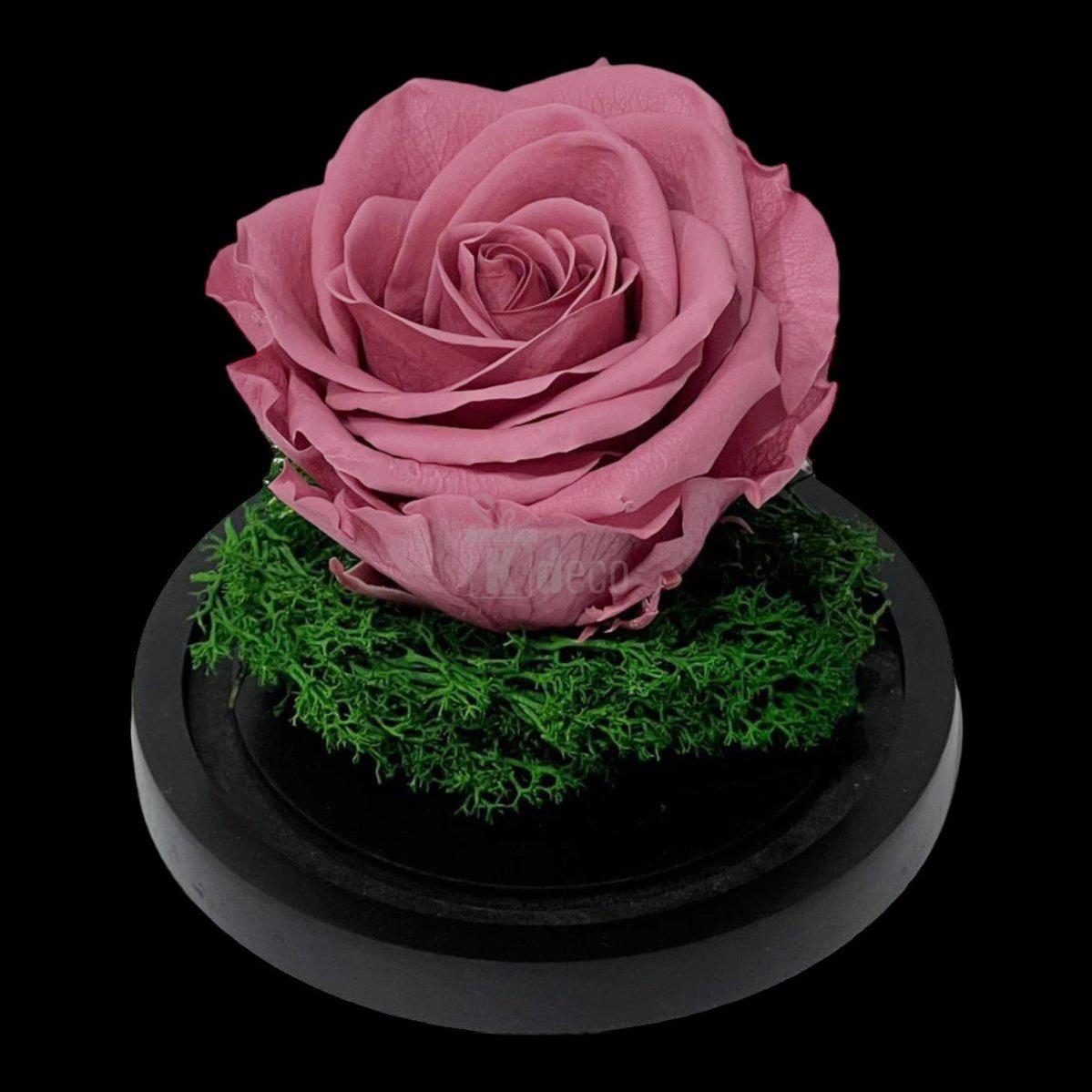 Trandafir Criogenat Nemuritor Premium Mov Pudrat, Cupola de Sticla, 25 Ani Rezistenta - Kdeco.ro