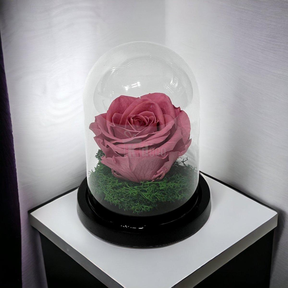 Trandafir Criogenat Nemuritor Premium Mov Pudrat, Cupola de Sticla, 25 Ani Rezistenta - Kdeco.ro