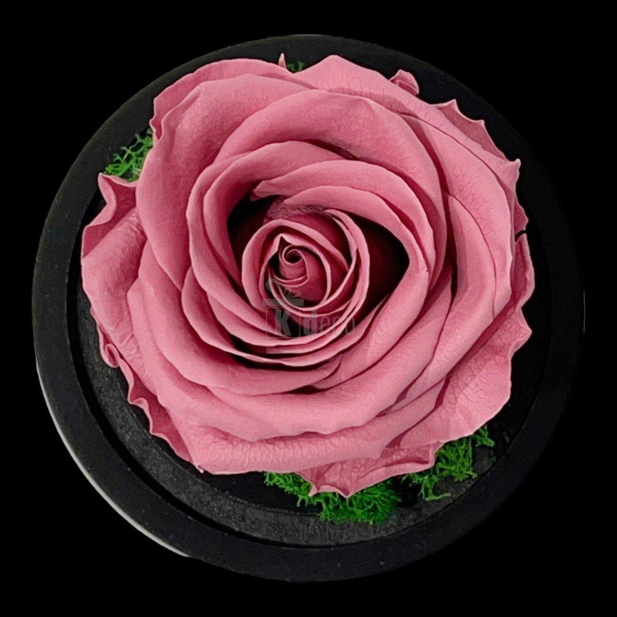 Trandafir Criogenat Nemuritor Premium Mov Pudrat, Cupola de Sticla, 25 Ani Rezistenta - Kdeco.ro