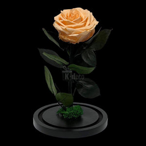 Trandafir Criogenat Premium Piersică în Cupolă de Sticlă 8cm | Cadou Durabil 25 ani - Kdeco.ro