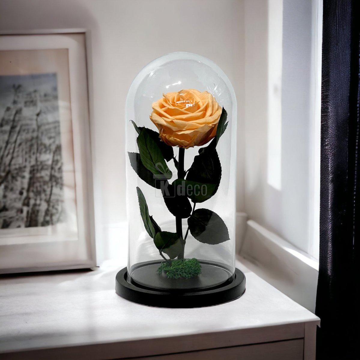 Trandafir Criogenat Premium Piersică în cupolă de sticlă, așezat pe o comodă lângă fereastră, decor floral de lux pentru interior.