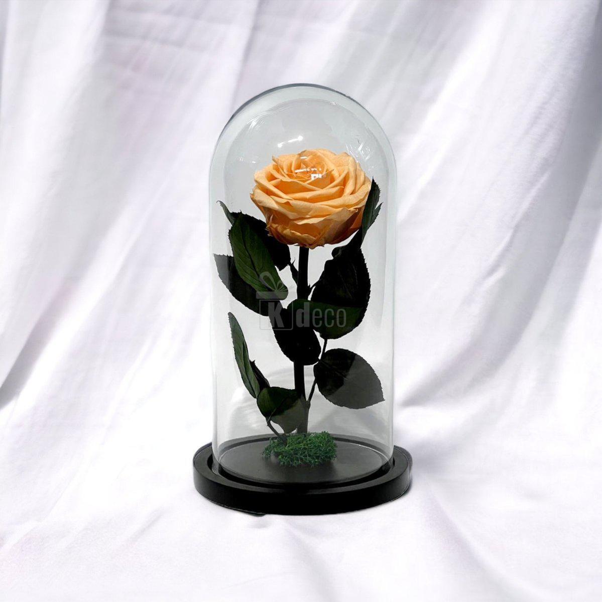 Trandafir Criogenat Premium Piersică în cupolă de sticlă, fotografiat pe fundal alb, cadou floral nemuritor din categoria top sales.