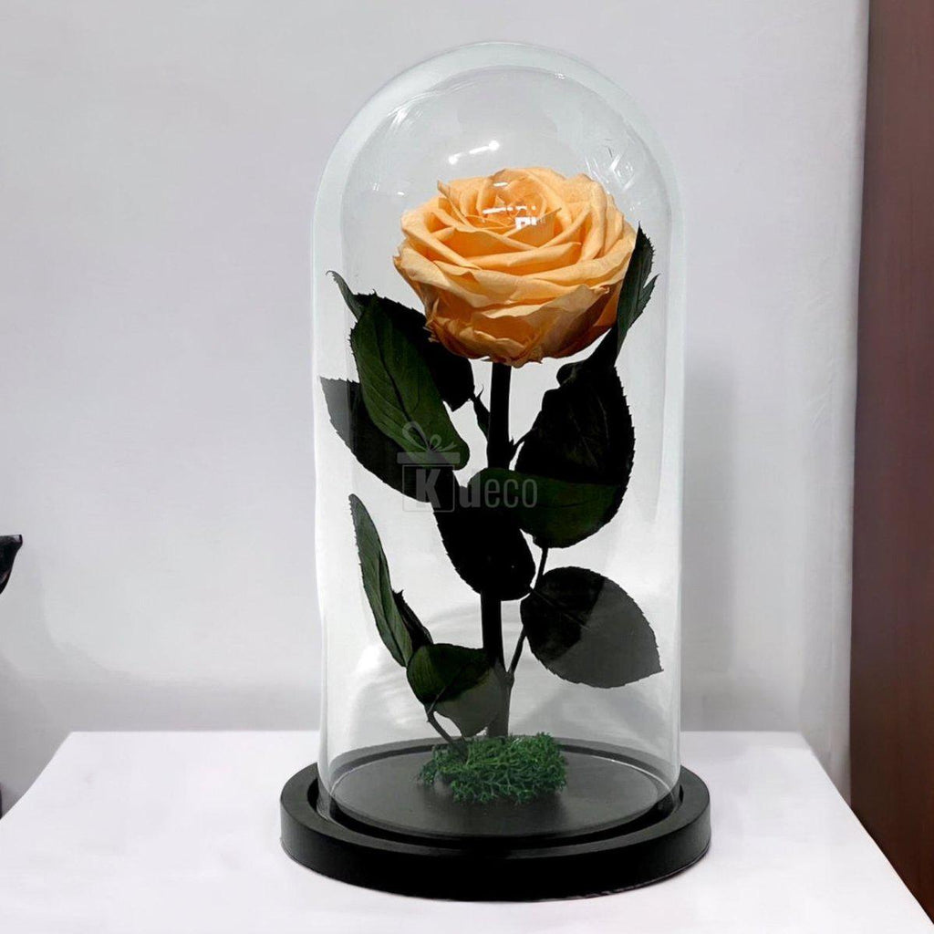 Trandafir Criogenat Premium Piersică în Sticlă cu bază neagră, ideal ca decor romantic și cadou etern pentru aniversări sau ocazii speciale.