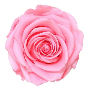 Trandafir Criogenat premium roz pastel Ø8cm in cupola 12x25cm - Kdeco.ro