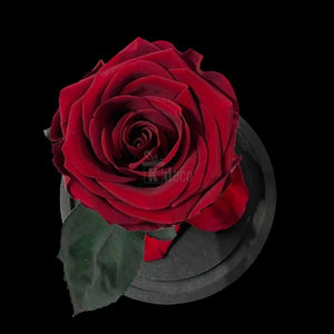 Trandafir Criogenat Premium Visiniu în Cupolă de Sticlă - 25 de ani proaspăți de dragoste eternă! - Kdeco.ro