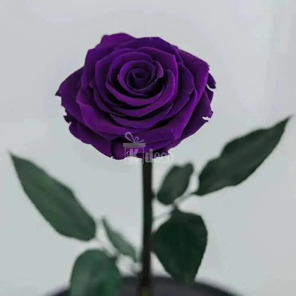 Trandafir Criogenat purpuriu inchis XL Ø6,5cm in cupola - Kdeco.ro