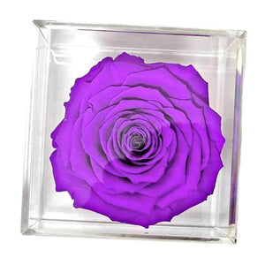 Trandafir Criogenat purpuriu Ø6cm in cutie transparenta 9x9x9cm - Kdeco.ro