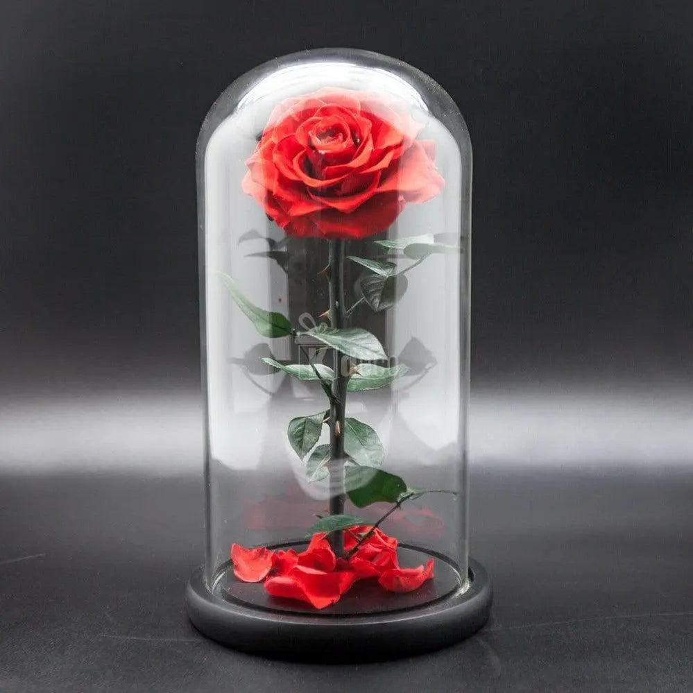 Trandafir Criogenat rosu bella Ø8cm in cupola 12x25cm - Kdeco.ro