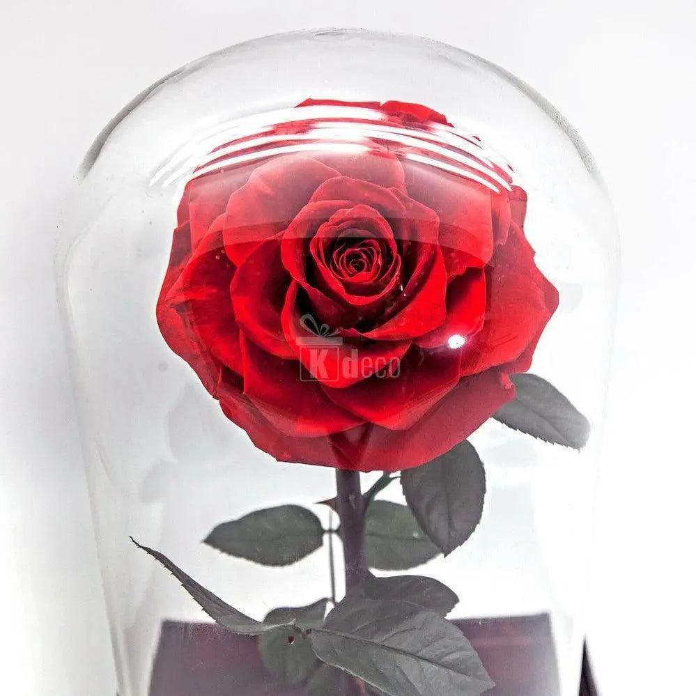 Trandafir Criogenat rosu bella Ø8cm in cupola 12x25cm - Kdeco.ro