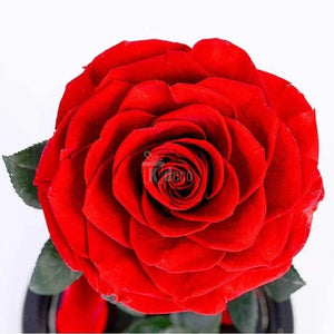 Trandafir Criogenat rosu bonita Ø9,5cm in cupola 12x25cm - Kdeco.ro