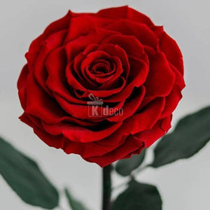 Trandafir Criogenat rosu Bonita Ø9,5cm in cupola 15x25cm - Kdeco.ro