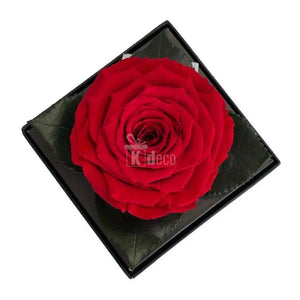 Trandafir Criogenat rosu Ø7-8cm in cutie cadou 10x10x11cm - Kdeco.ro