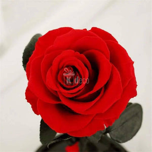 Trandafir Criogenat rosu XL Ø6,5cm in cupola sticla 10x20cm - Kdeco.ro
