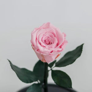 Trandafir Criogenat roz xl Ø6,5cm in cupola 10x20cm - Kdeco.ro