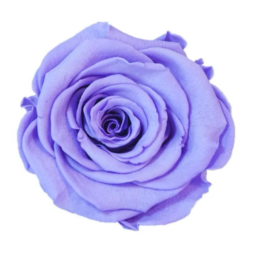 Prim-plan cu floarea Trandafirului Criogenat Violet XL, petale mov intens, simbol al iubirii eterne și rafinamentului floral.