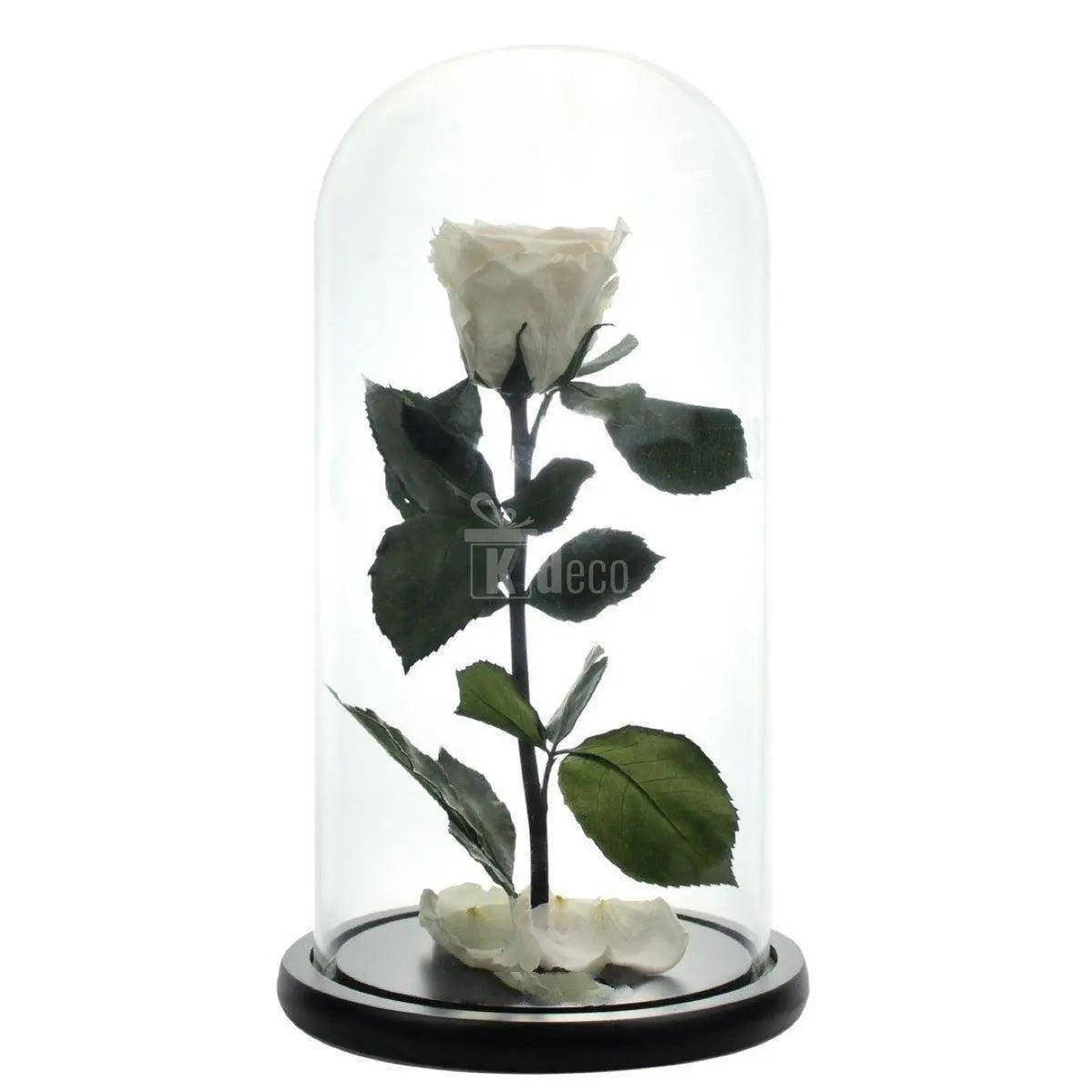 Trandafir Criogenat Alb XL în cupolă de sticlă pe suport de lemn, decor elegant și cadou perfect pentru persoana dragă, durabil și natural.