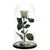 Trandafir Criogenat XL alb Ø6,5cm, cupola sticla 12x25cm - Kdeco.ro