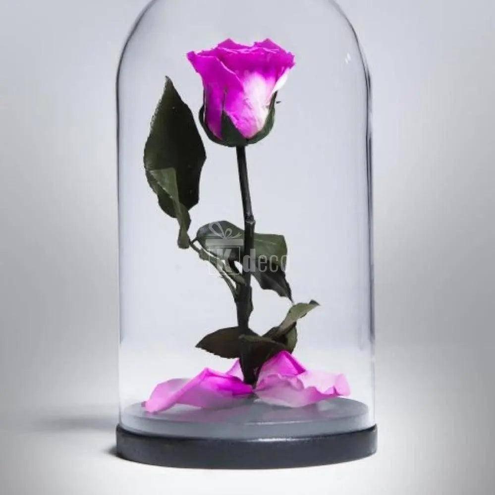 Trandafir Criogenat XL magenta în cupolă elegantă Ø6,5cm 12x25cm, decor romantic ideal pentru cadouri speciale și aniversări.