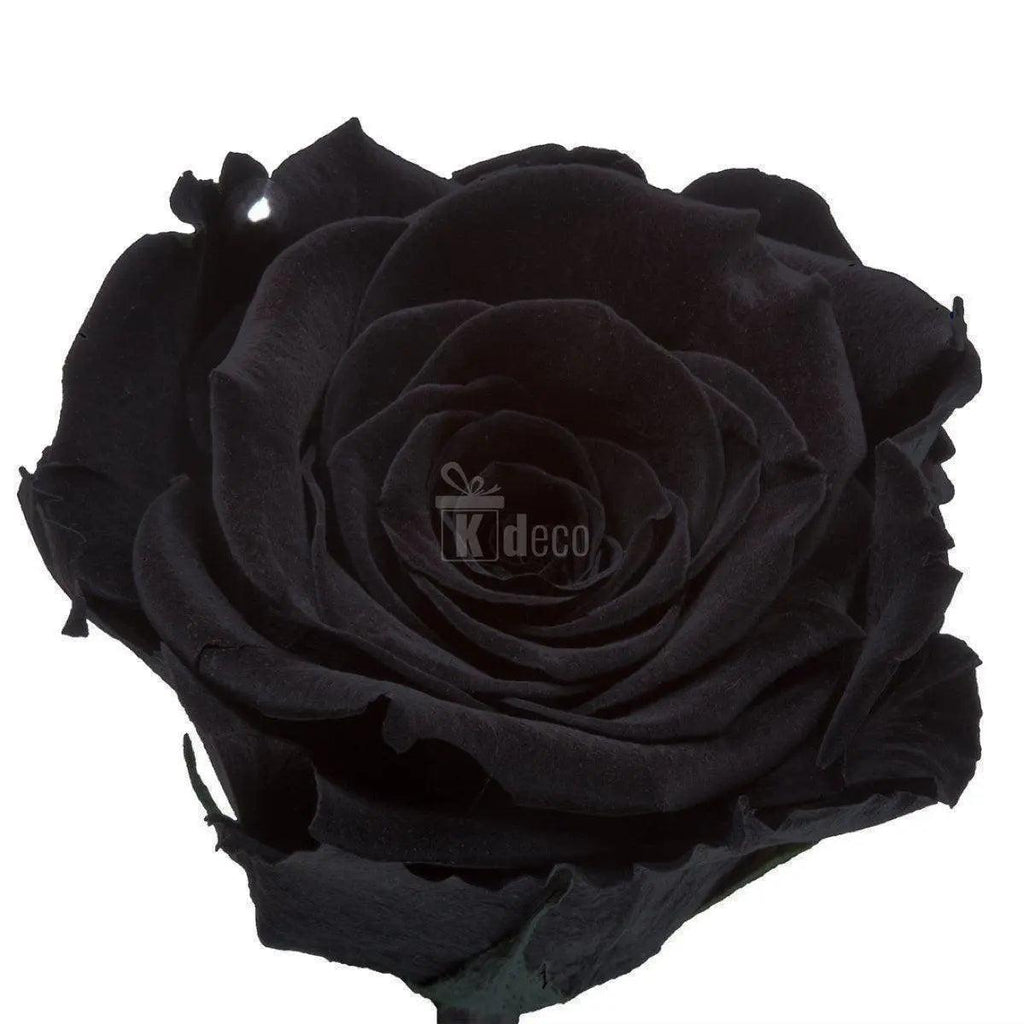 Trandafir Criogenat XL negru Ø6,5cm, cupola sticla 12x25cm - Kdeco.ro