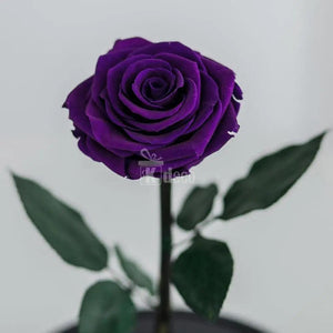 Trandafir Criogenat XL purpuriu inchis 10x20cm Cadouri Femei - Kdeco.ro