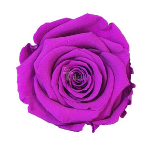 Trandafir Criogenat XL purpuriu Ø6,5cm in cupola 10x20cm - Kdeco.ro